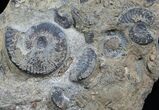 Plate of Pyritized Ammonites - Oujda, Morocco #13724-2